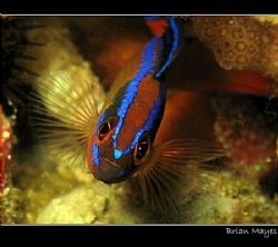 Portrait of small Arabian Bluestriped Dottyback (Pseudoch... by Brian Mayes 